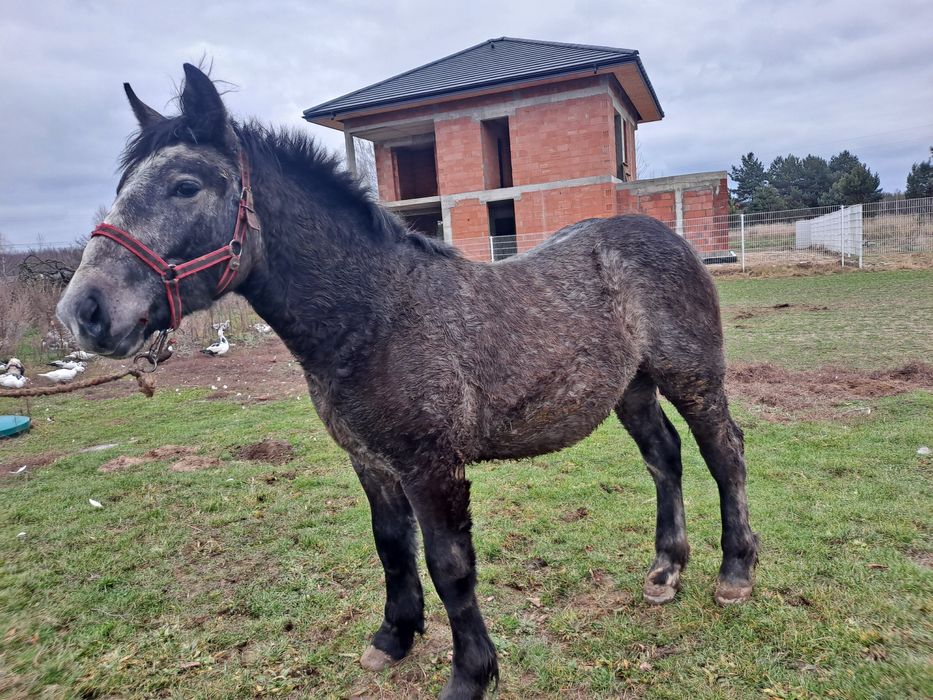 Ogierek zimnokrwisty siwy