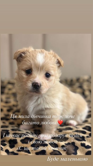 Песики собачки цуценятка в добрі люблячі руки