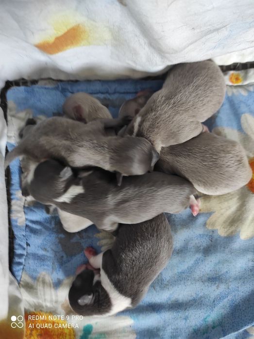 Лімон пропонує лапку чіхуашечкам! FCI - КСУ.