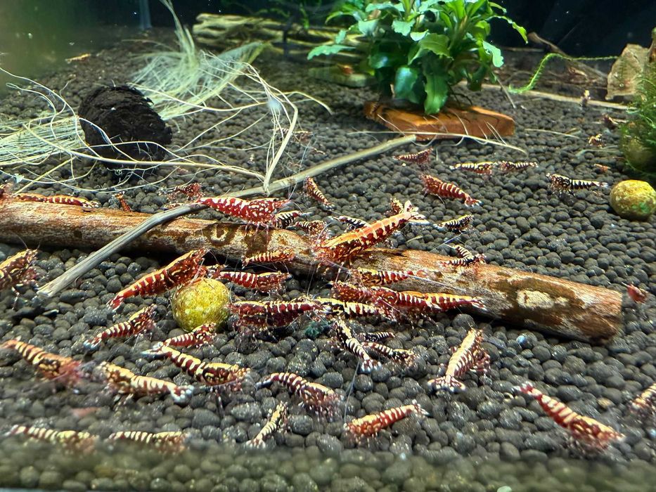 Krewetki Galaxy Fishbone Red Aqualife Sklep Zoologiczny