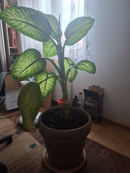 Difebachia - kilka sztuk