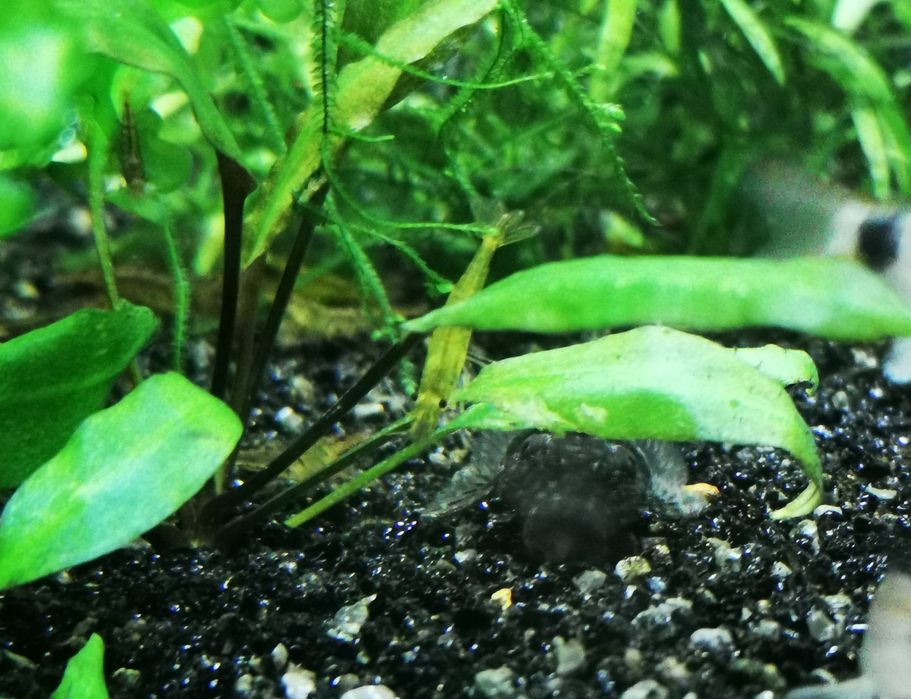 Ancistrus sp Black
