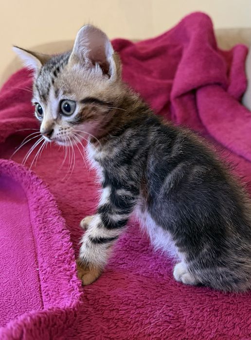 Gato para adoção