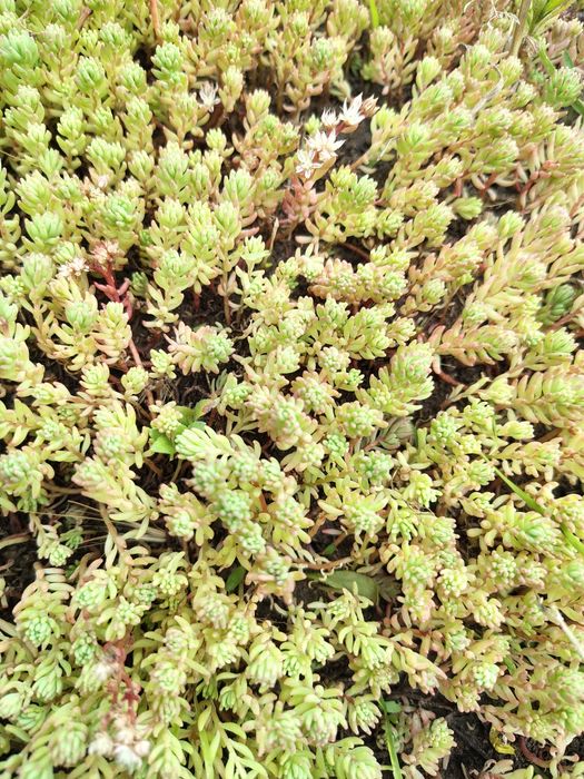 Седум, очиток скальный.