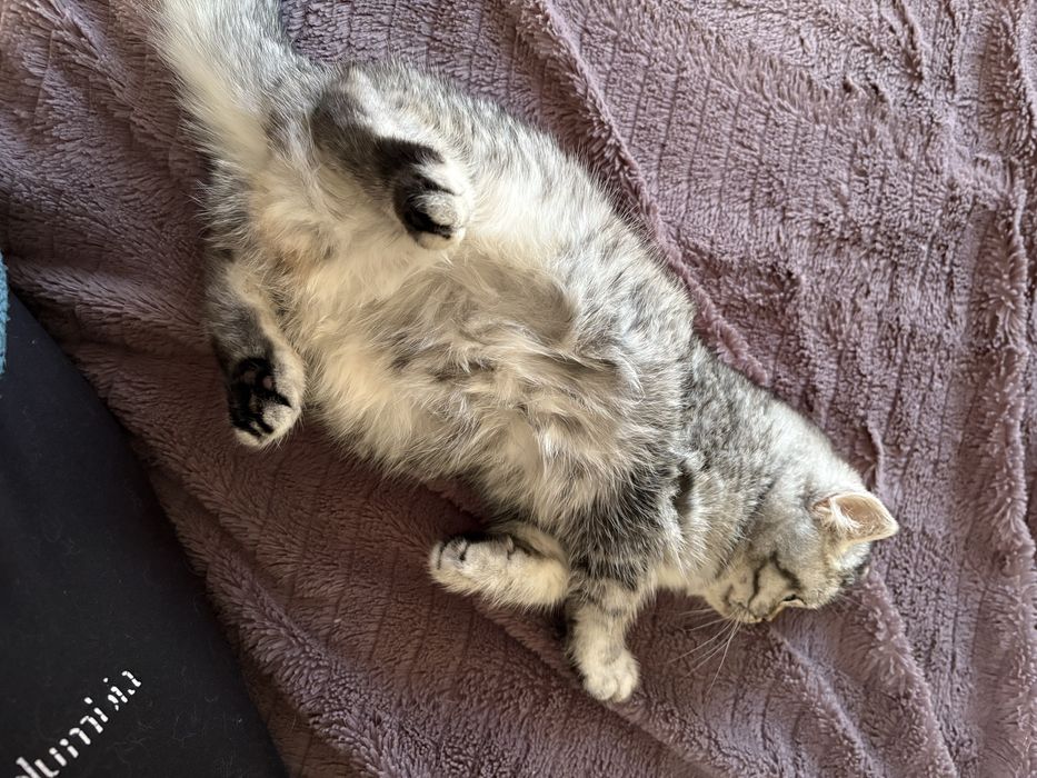 Британські короткошерстні дівчатка