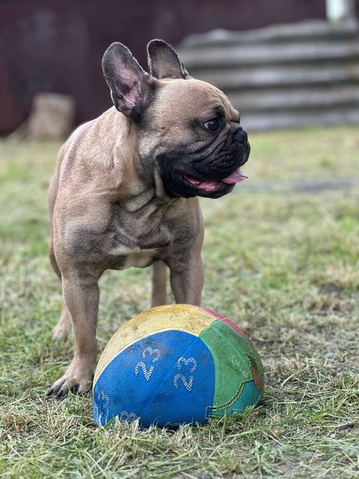 Вязка Французкий Бульдог