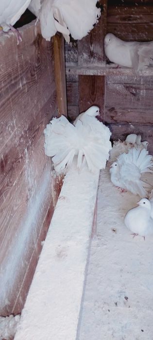 Pawiki Chalin Ryszarda