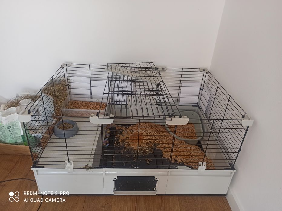 Sprzedam króliczka mini lop