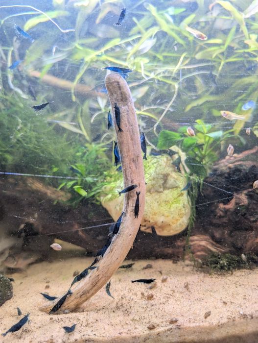 Camarões Neocaridina Blue Dream