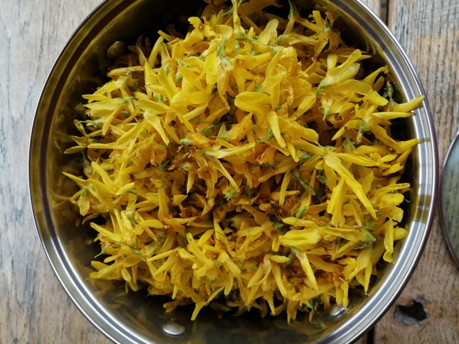 Syrop z kwiatów forsycji