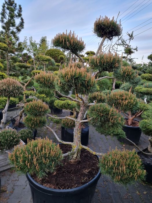 BONSAI ogrodowe Krzewy formowane Warka  OLX.pl