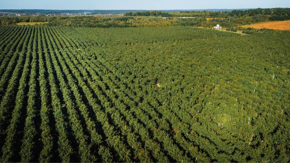 Продаж аграрного бізнесу / персиковий сад