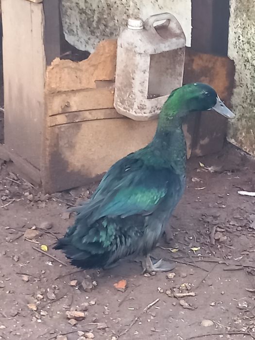 Pato payuga macho