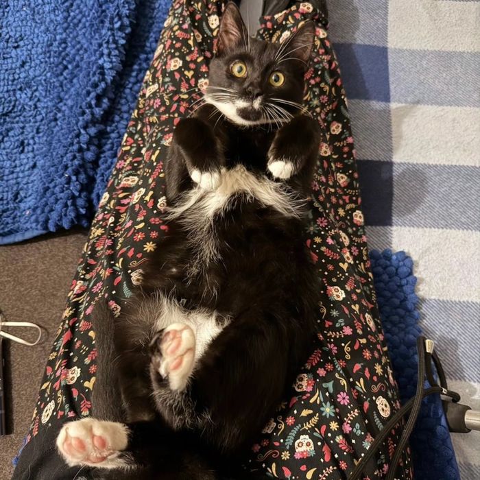 Котёнок, мальчик, 3 мес, очень нужен дом и любящий человек