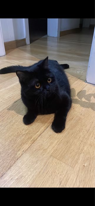 British Shorthair – Procura-se macho para acasalamento
