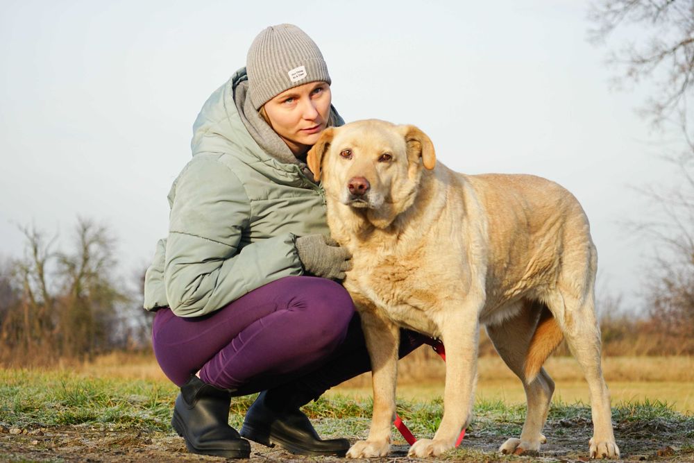 BINIO - śliczny strszy psiak w typie labrador
