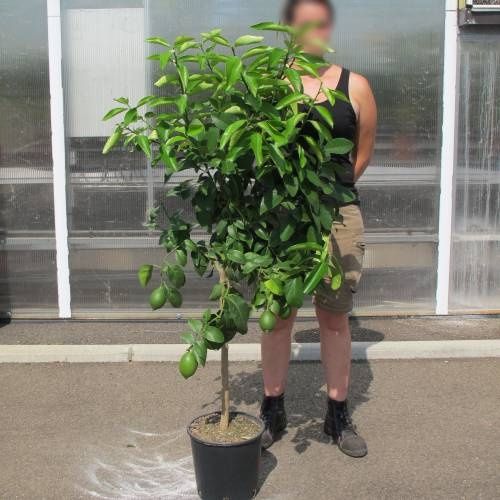 Limoeiro 4 anos a produzir