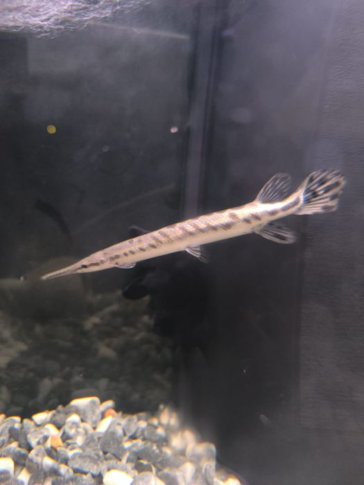 Vendo peixe gar (lepsosteus occelatus)