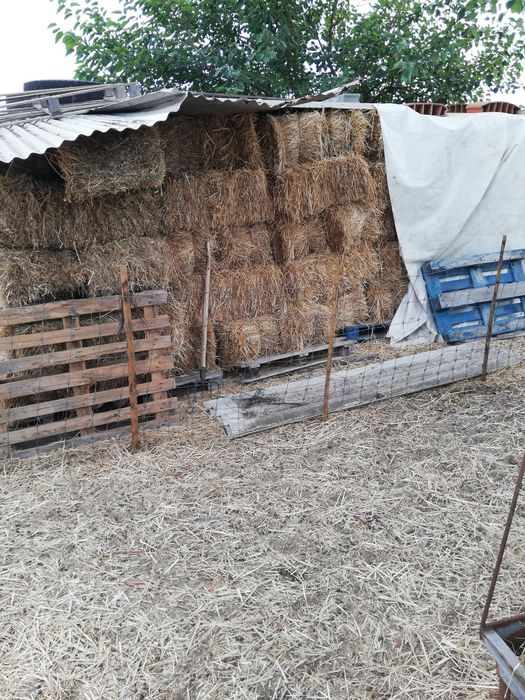 Fardos de feno nascido