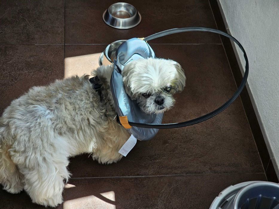 Coleira de proteção para cães