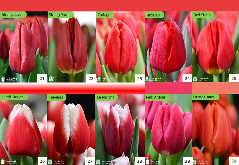 ТЮЛЬПАН Український ОПТ