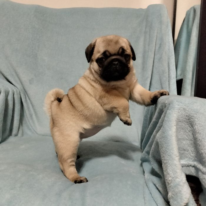 Mops szczenięta Śliczna Sunia