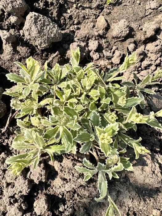 Набір грунтопокривних, вічнозелених рослин