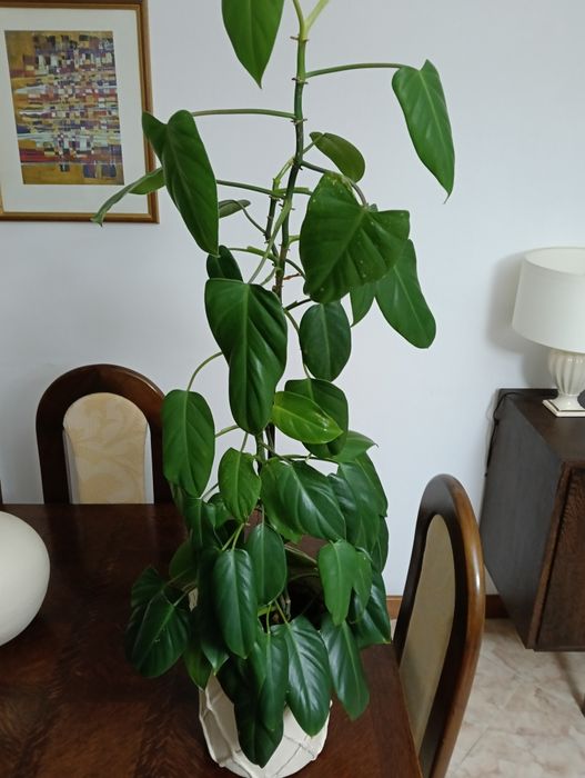Planta natural trepadeira com 1 metro de altura