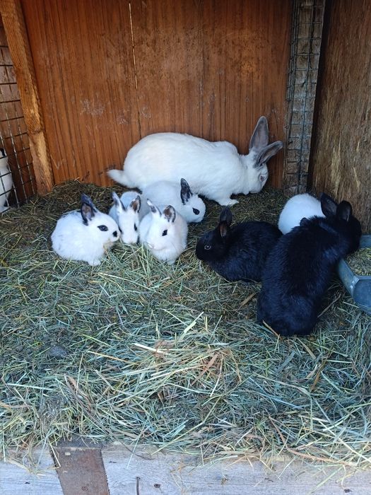 Króliki samce samice