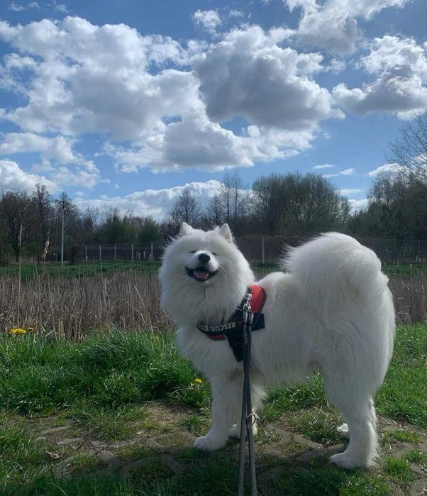 Suczka samoyed z rodowodem szczenię
