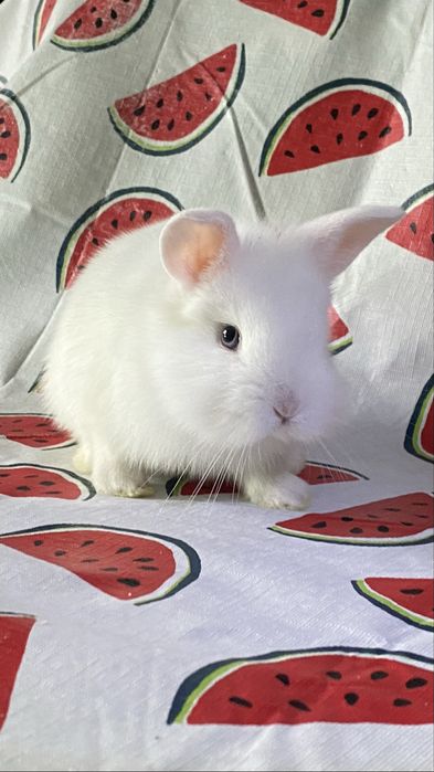 Coelho anão (Branco de olhos azuis)