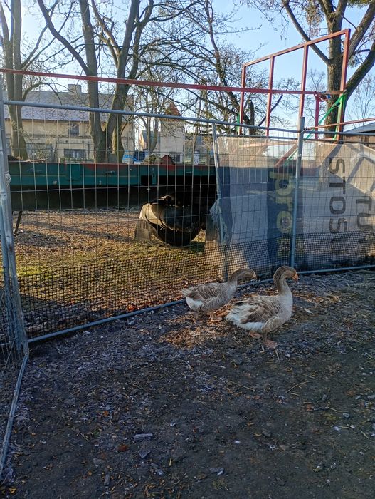 Jajka lęgowe od gesi