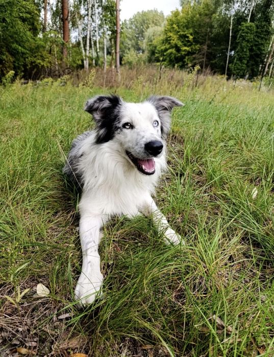 Border colie piesek blue merle