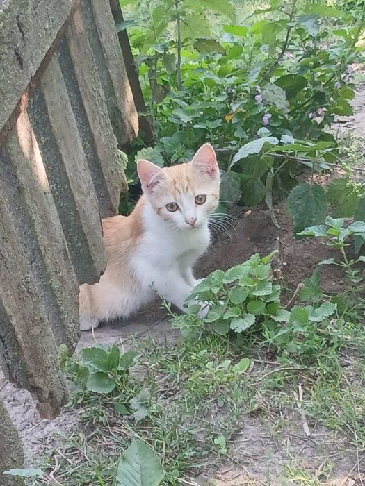 Котики і киці шукають домівку