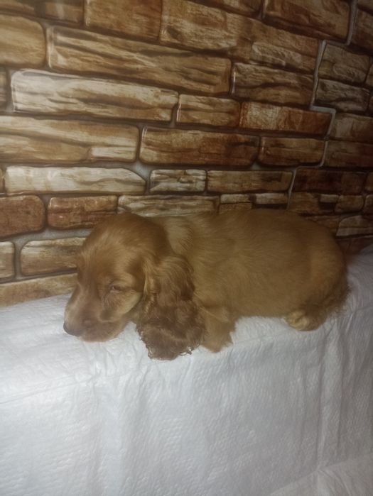 Хлопчик англійського спаніеля