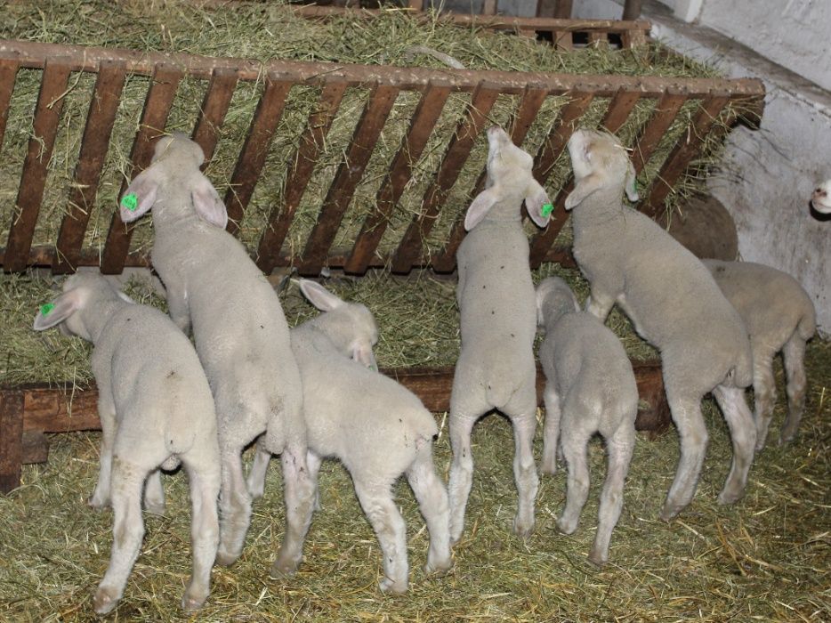 Племенные овцы породы Дорпер и Мериноландшаф