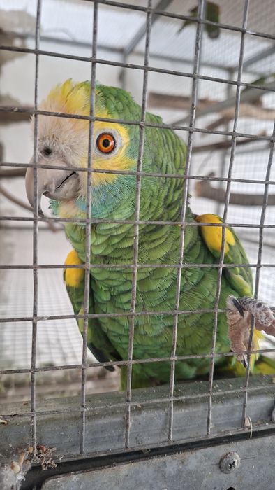 Macho barbadensis adulto