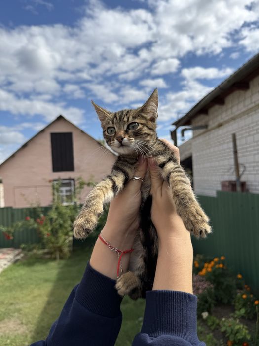 Кошенята в дбайливі руки