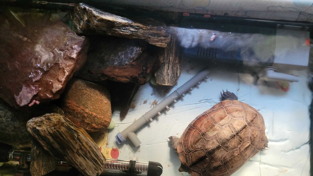 Żółw chiński samiczka