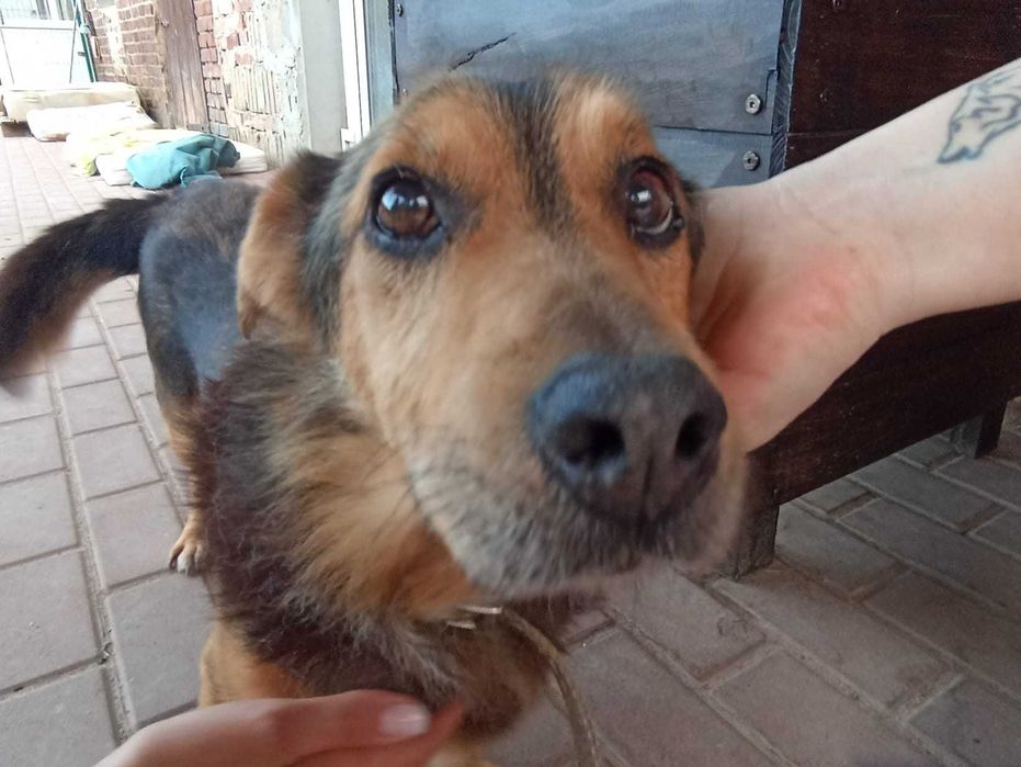 KUBA - około 11 letni pies