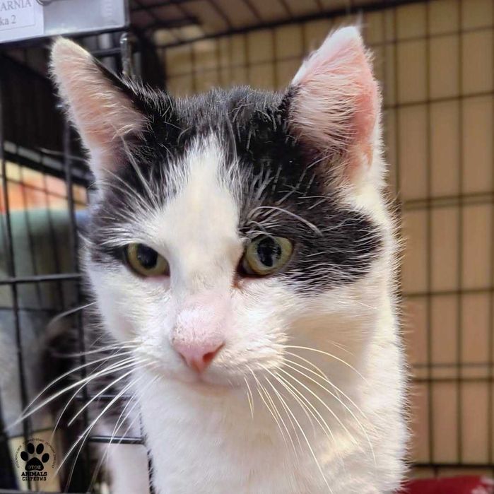 Uwaga, uwaga Leonid poleca sie do adopcji !