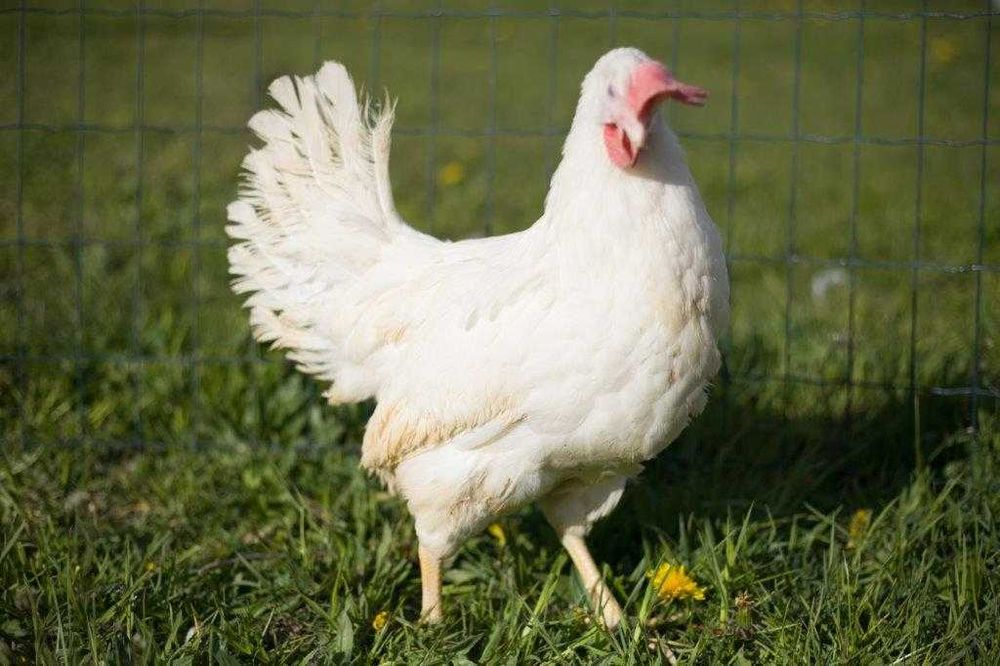 Kurka nioska rasa Tetra tintet z jajkiem