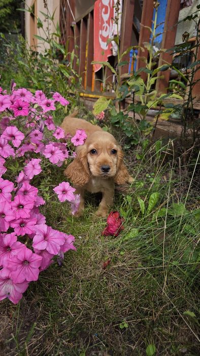 Cocker Spaniel Angielski chłopaki