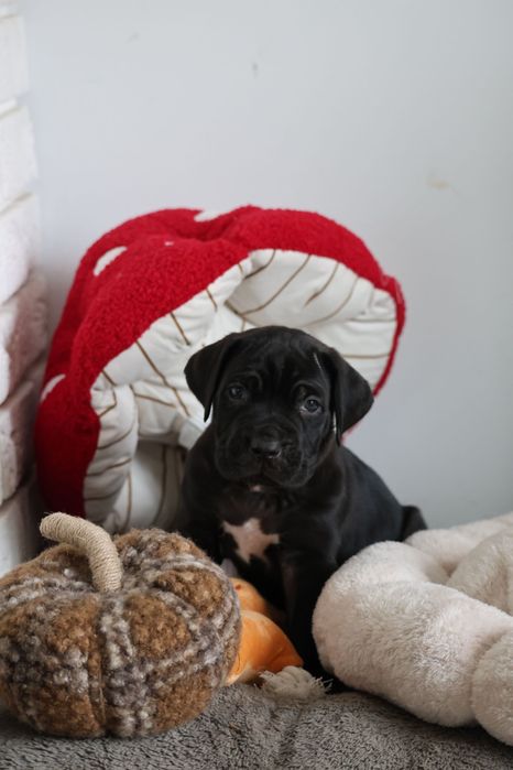 Cane Corso Italiano FCI szczeniak