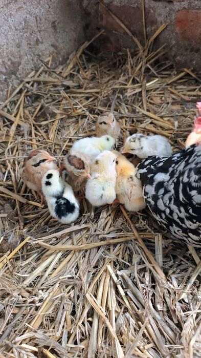 Jaja od liliputek do wylęgu