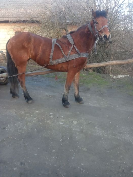 Продається кобила!