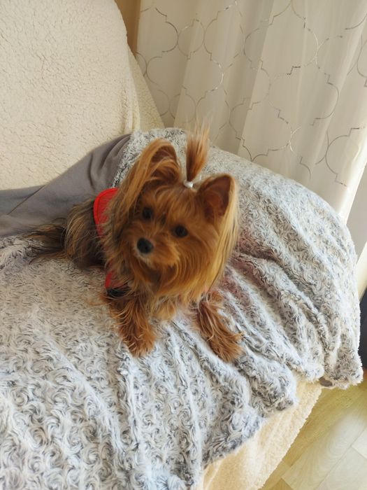 Yorkshire Terrier Biewer Carrier SUCZKA GOTOWA DO ODBIORU