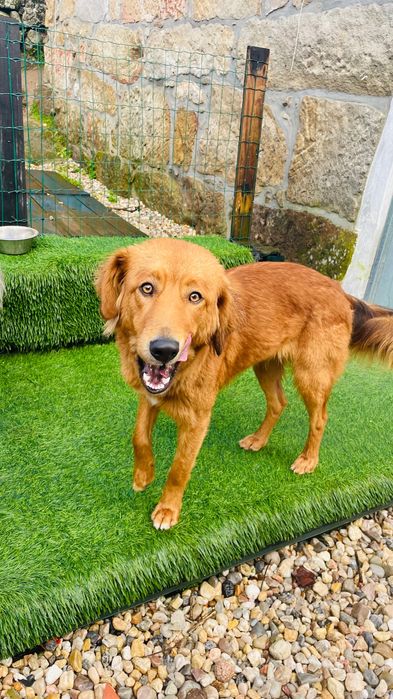 Adopção 2 cadelas esterilizadas meigas