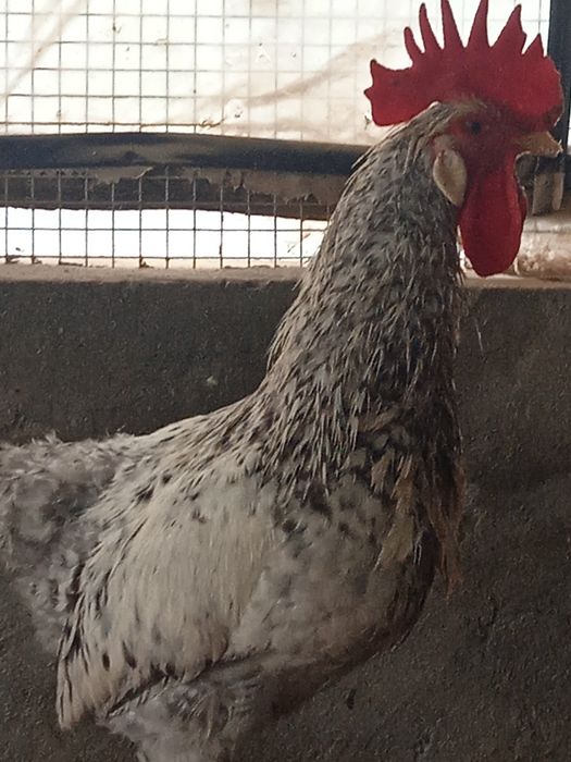 Інкубаційні яйця породи Борковска  барвістая