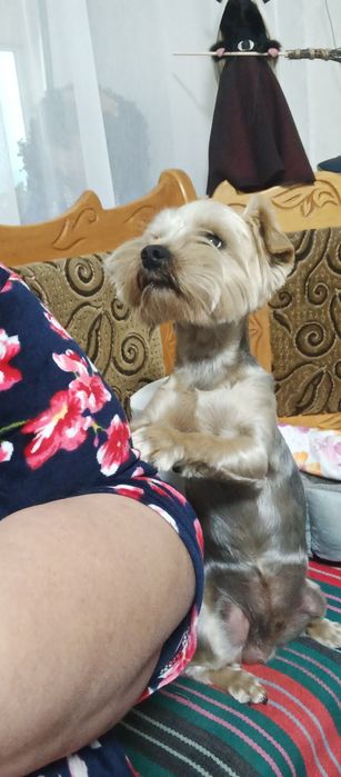 Йоркширський Терьер Запрошує подружку на В'язку